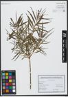 Foto von Salix viminalis L.